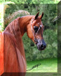 arab-uslech-ryzak-1-