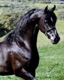 arabier-1-
