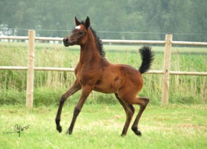 foal-1-.jpg